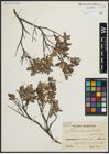 Foto von Salix arbuscula L.